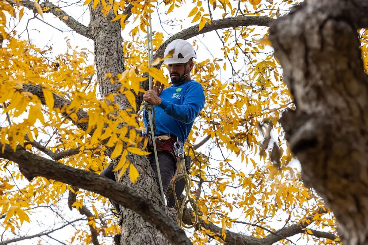 Skilled Tree Transplanting crew working in Lovington
